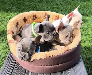 Französische Buldogge Babys