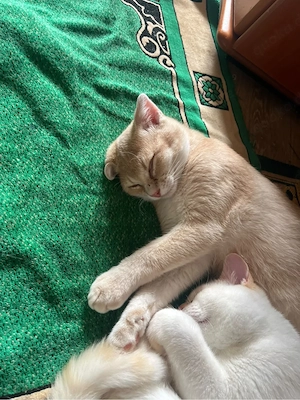 BKH kater abzugeben 