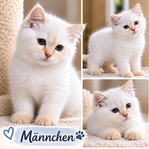 Kitten BKH reinrassig 2mal geimpft rote Point ,weiß Schnee 