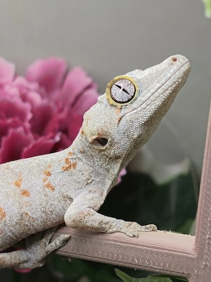 Höckerkopfgecko poss. 1.0 Orange Blotched Rhacodactylus Auriculatus 