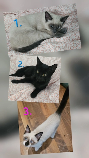 Liebevolle BKH   Siam Point Mix Katzenkinder in beste Hände abzugeben. (2 Kater, 1 Mädchen).