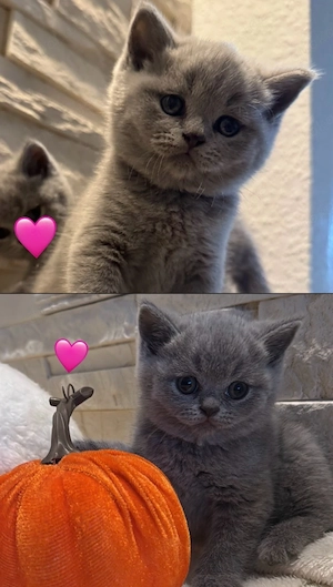 Bkh kitten  