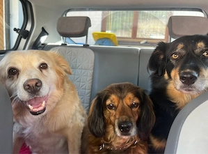 Individuelle Hundebetreuung