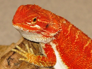 Bartagamen Männchen ca.30 cm, Farbe: rot, 4 Monate (Versand möglich)