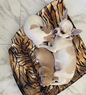 Chihuahua Hunde