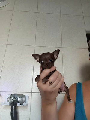 Chihuahua Hunde
