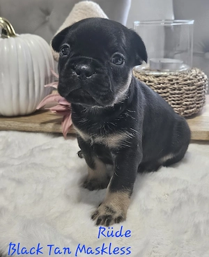 Französische Bulldogge Welpen