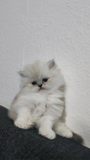Katzenbaby (2 Monate) mit blauen Augen   Perser-Mutter