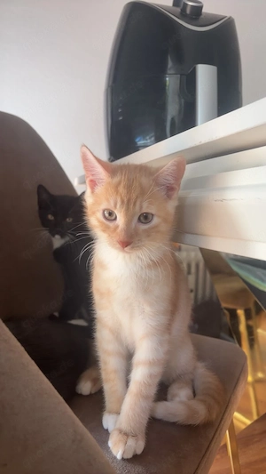 baby Katze 