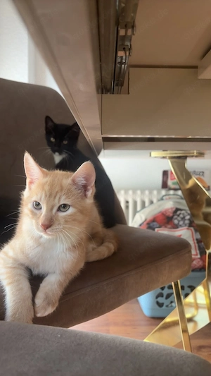 baby Katze 