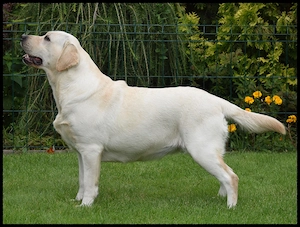 Labrador Hündin in Gelb mit Papiere
