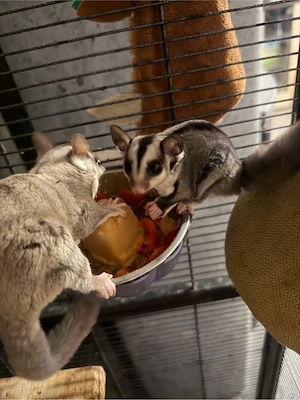    Junges Sugar-Glider-Weibchen in liebevolle Hände abzugeben   