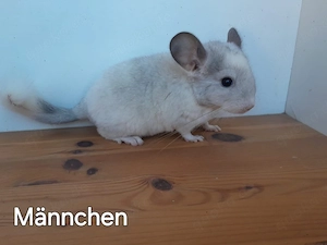 Chinchillas zu vergeben 