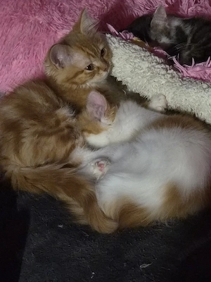 Perser-Main coon Mix Kitten 