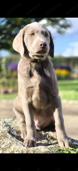 Labrador Welpen in silber