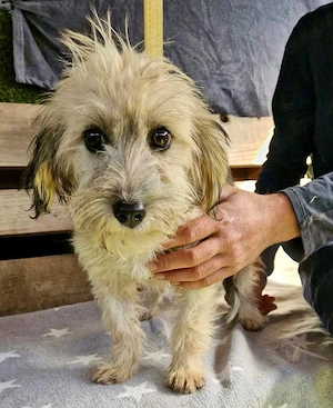 Ella, kleines Mäuschen mit großem Herzen