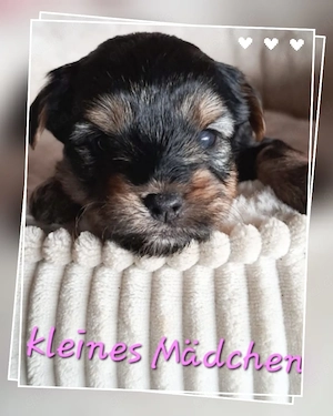 4 süße Yorkshire Terrier Welpen 