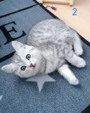 6 süssen BKH-EKH Kitten