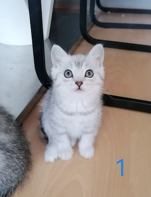 6 süssen BKH-EKH Kitten