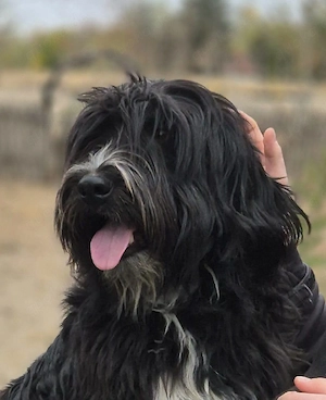 Boomer   ein ehemaliger Streuner sucht sein Für-immer-Zuhause