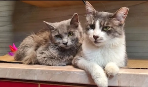 Stormi & Esme Perfektes Dreamteam sucht Dich!