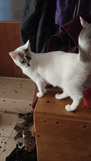 Katze in liebevolle Hände abzugeben 