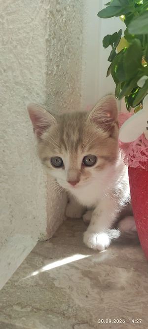 Süßes Katzenbaby sucht ein liebevolles Zuhause auf Lebenszeit!