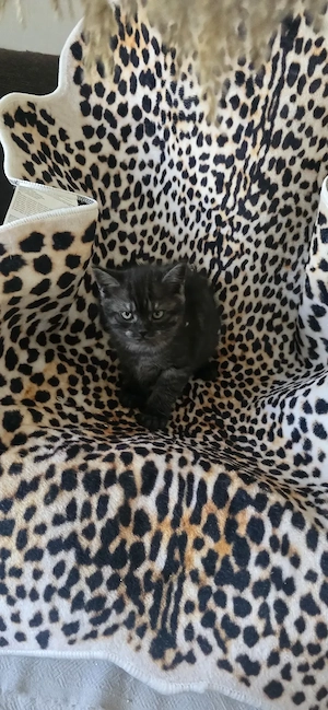 BKH Mix Katze in schwarz grau getiegert