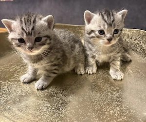BKH- Kitten 