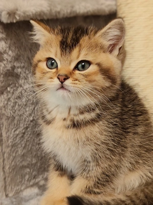  Britisch Kurzhaar Katerchen, reinrassig, sucht seine Menschen