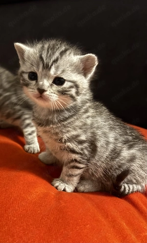 BKH- Kitten 