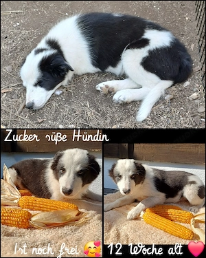 Border collie welpe mit Papiere 