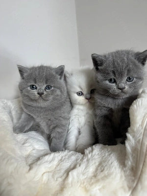 Bkh Kitten   Kätzchen