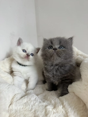 Bkh Kitten   Kätzchen