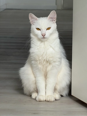 turkish angora weiblich
