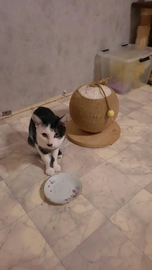 Katze Mänlich 2 Jare alt