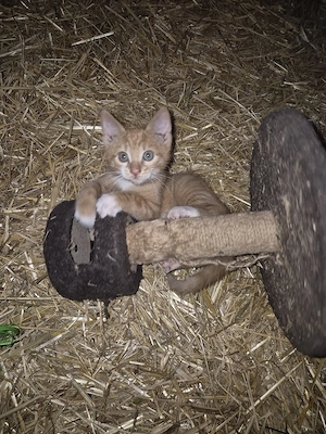 Kater  Katzenbaby
