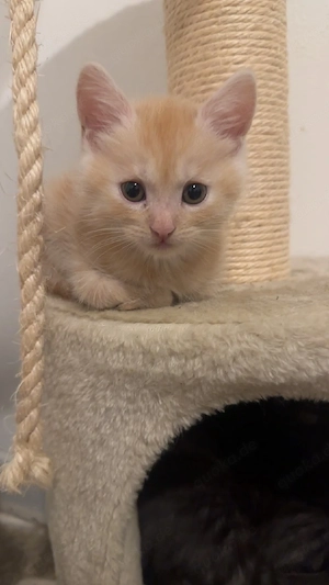 maine coon mix 