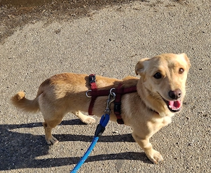 Johnny, 1 Jahr, lieb, 30 cm