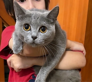 britisch Katze, weiblich 1 Jahre