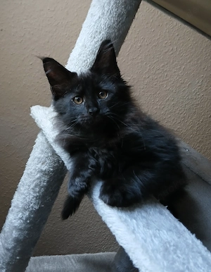 Noch 2 xxl maine coon kitten weibchen black smoke abholbereit 