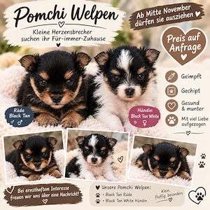 Pomchi Welpen Hundewelpen 