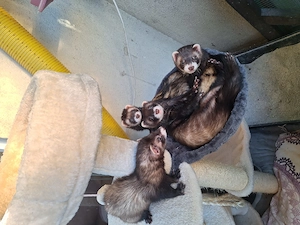 Frettchen Fähen 6 Monate Iltis Farben 
