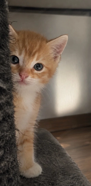 Süßer Kater, 2 Monate alt, stubenrein