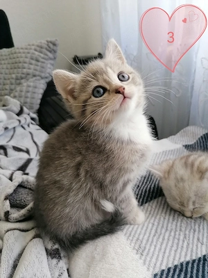 5 wundervolle BKH-EKH Kitten 