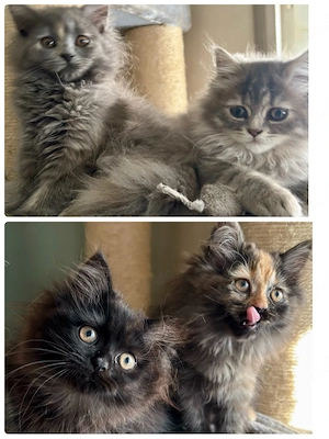 Katzenbabys Perser Waldkater Mix