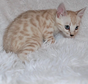 Wunderschönes Snow Lynx Bengal Kätzchen - Seal Lynx Point Spotted - mit blauen Augen