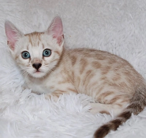 Wunderschönes Snow Bengal Kitten - Seltene Creme Farbe mit blauen Augen - sucht Zuhause   