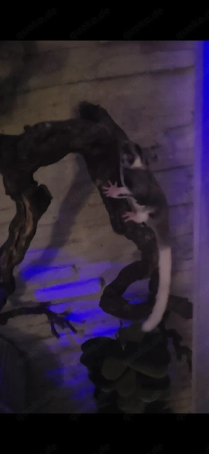 Sugar Glider dürfen ausziehen
