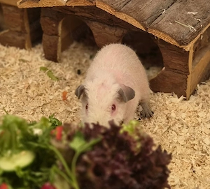 Meerschweinchen Böckchen Skinny Pig 4 Monate sucht 